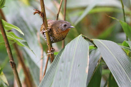 Rufous-throated Wren-Babbler (Spelaeornis caudatus), photo 2