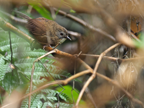 Naga Wren-Babbler (Spelaeornis chocolatinus), photo 1