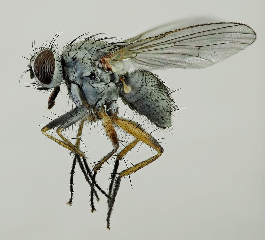Coenosia albicornis