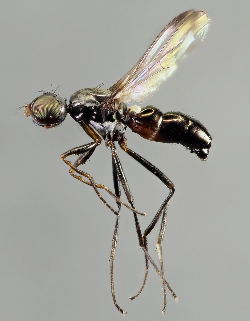 Sepsis vicaria