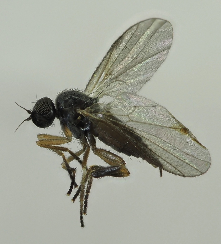Atelestus pulicarius