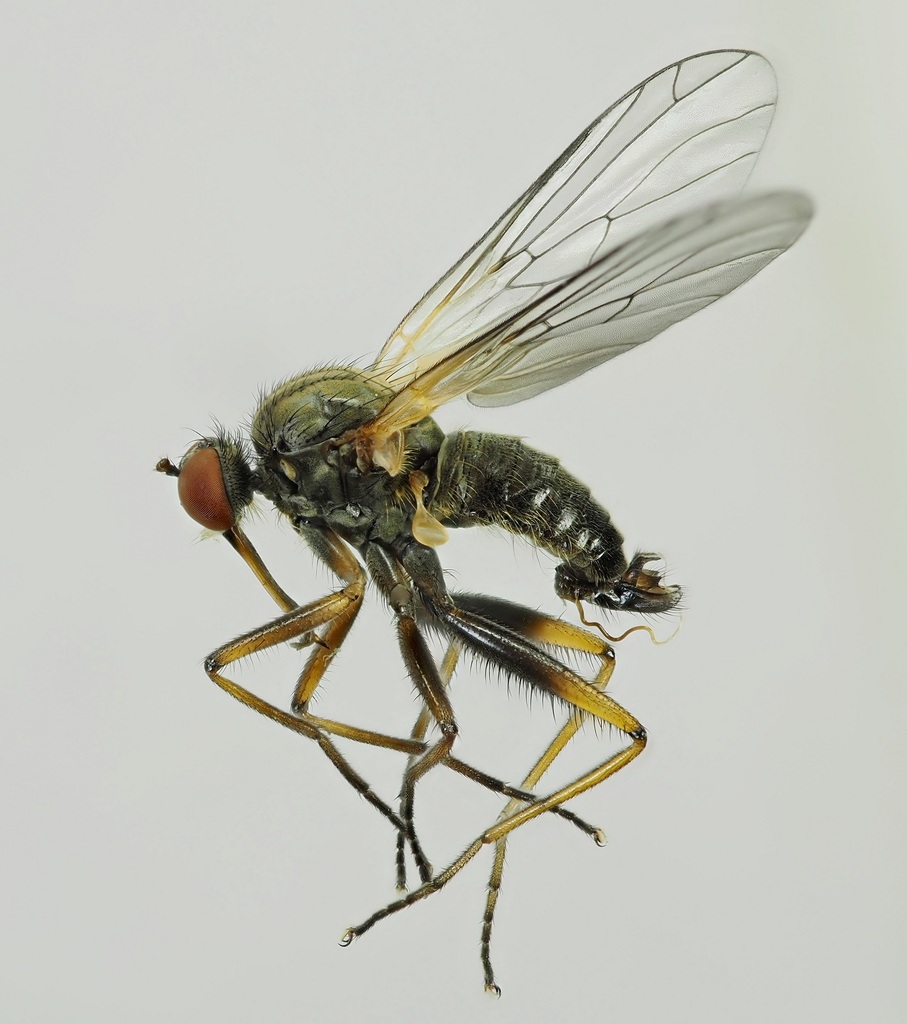 Empis grisea