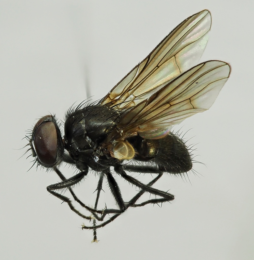 Hebecnema umbratica