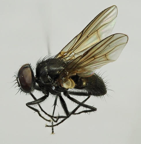 Hebecnema umbratica