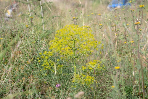 Spiny Basil (Cachrys cristata)
