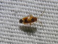 Ceratocapsus apicalis
