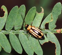 Monolepta subsuturalis