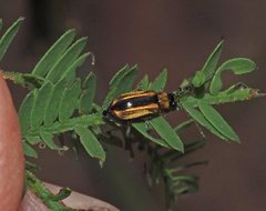 Monolepta subsuturalis