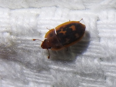 Cryptarcha concinna