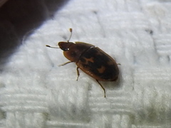 Cryptarcha concinna