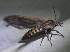 Sphinx libocedrus