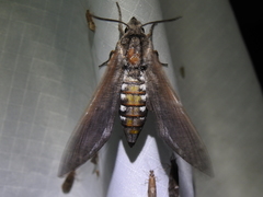 Sphinx libocedrus