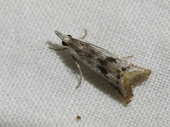 Microcrambus croesus