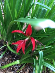 Sprekelia