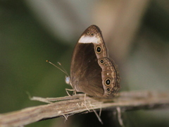 Mycalesis anaxias