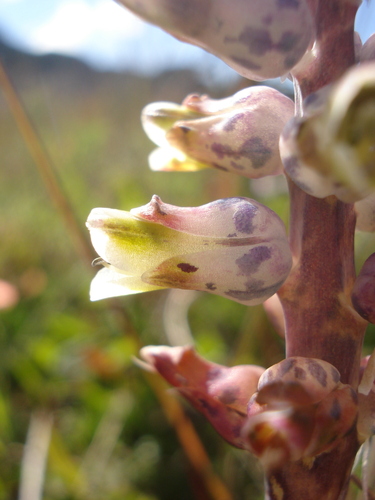 Image of Lachenalia variegata by (c) Seth Musker, some rights reserved (CC BY)