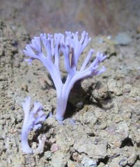 Clavaria zollingeri image