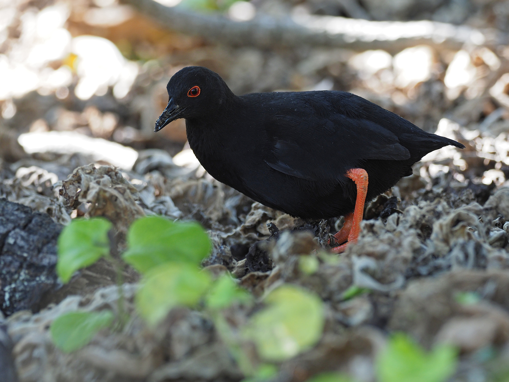 Henderson Island Crake illustration
