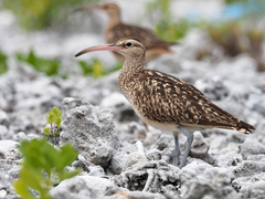 Bristle-Thighed Curlew photo 1