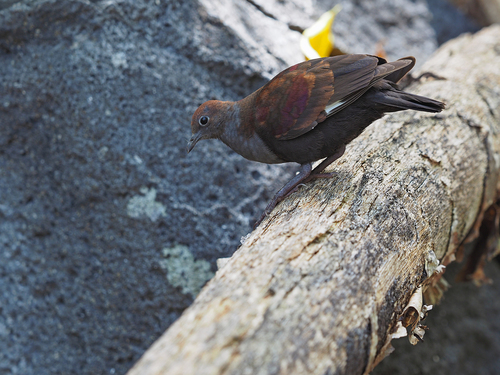 Marquesan Ground Dove (Pampusana rubescens), photo 5