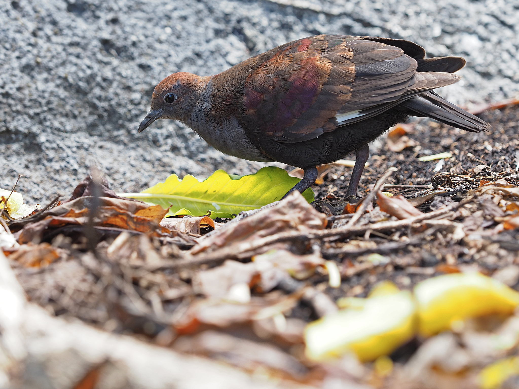 Marquesan Ground Dove (Pampusana rubescens), photo 4