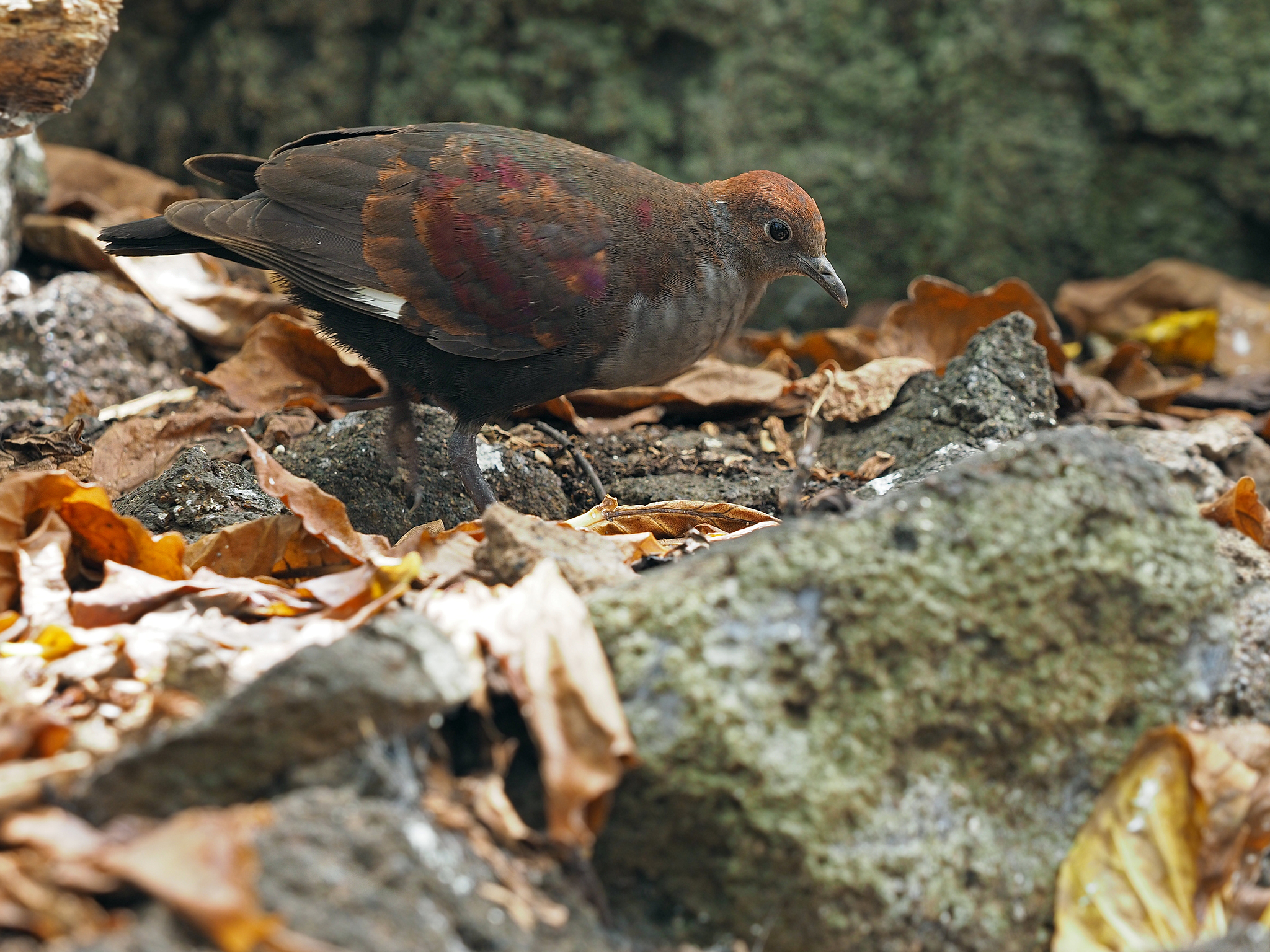 Marquesan Ground Dove (Pampusana rubescens), photo 3