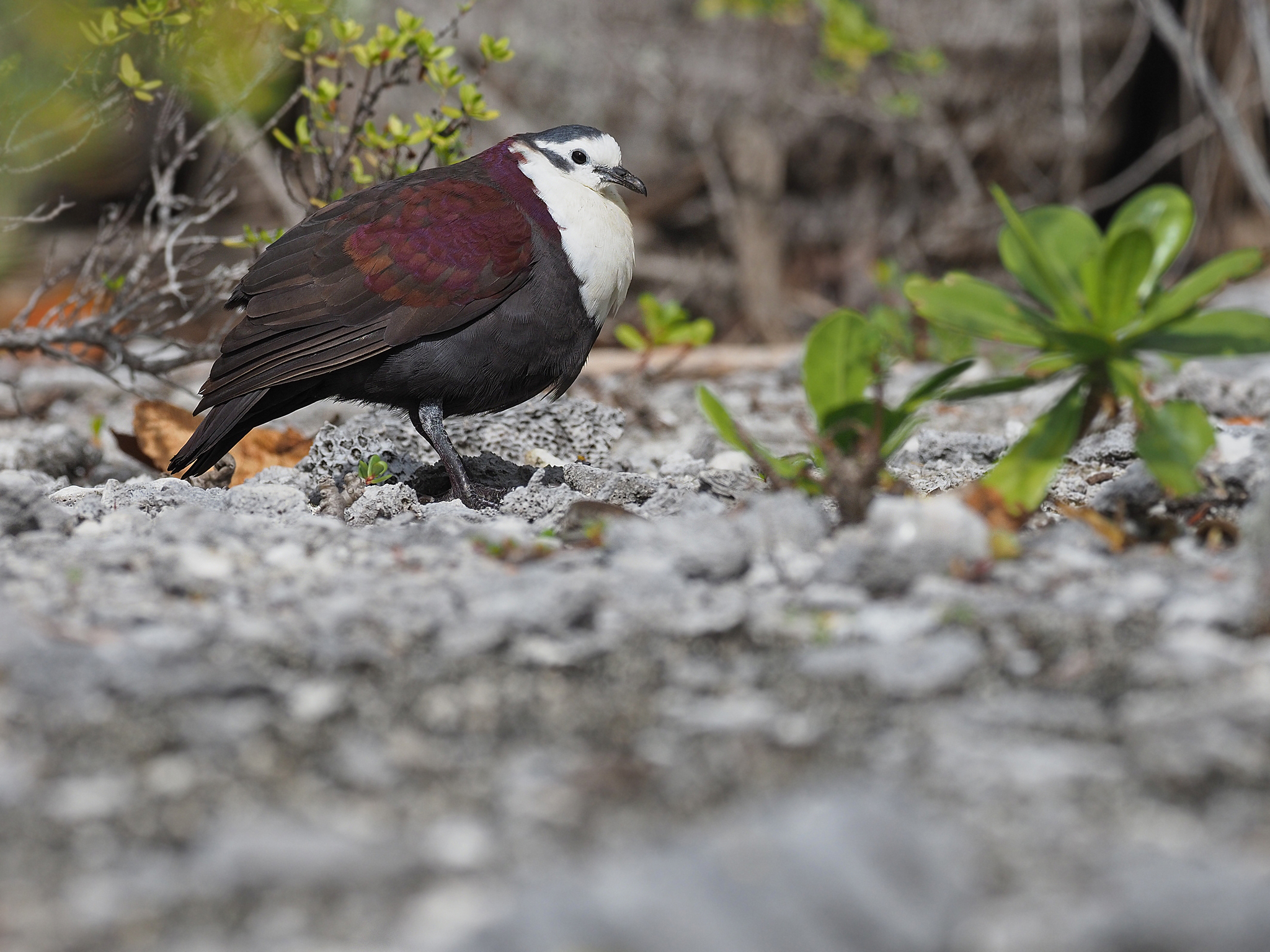 Polynesian Ground Dove (Pampusana erythroptera), photo 2