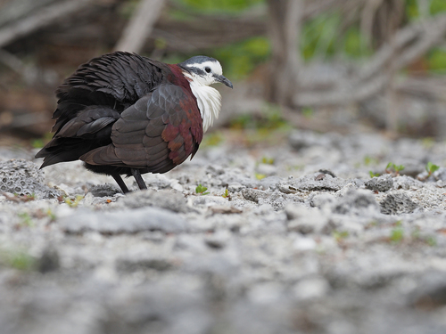 Polynesian Ground Dove (Pampusana erythroptera), photo 3