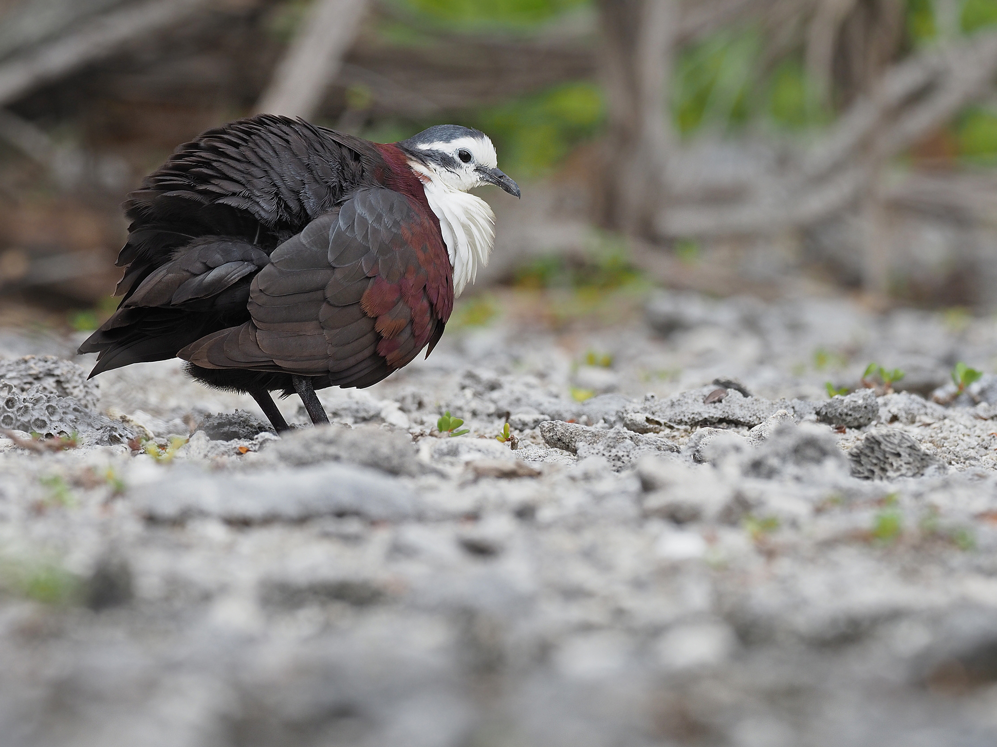 Polynesian Ground Dove (Pampusana erythroptera), photo 3