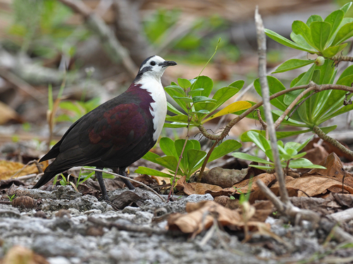 Polynesian Ground Dove (Pampusana erythroptera)