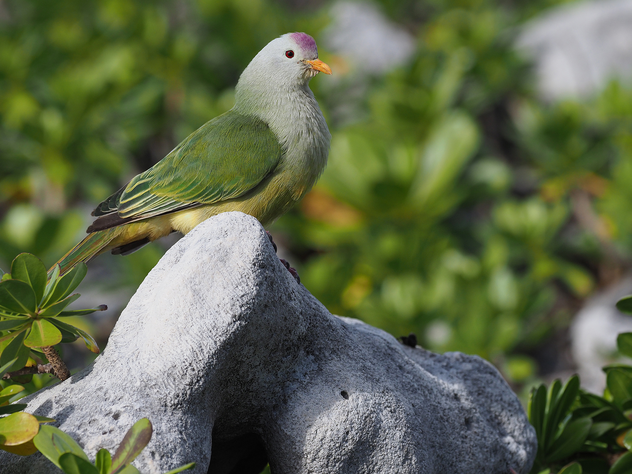 Atoll Fruit Dove (Ptilinopus coralensis), photo 2