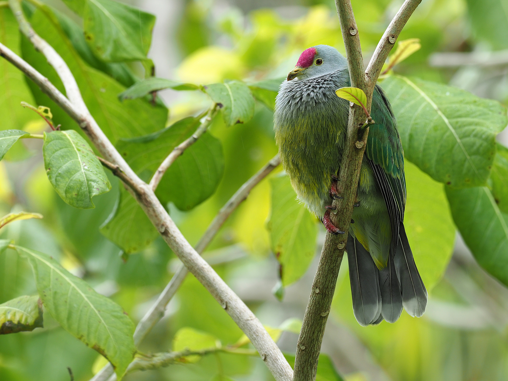 Henderson Fruit Dove (Ptilinopus insularis), photo 2