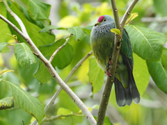 Henderson Island Fruit-Dove photo 1