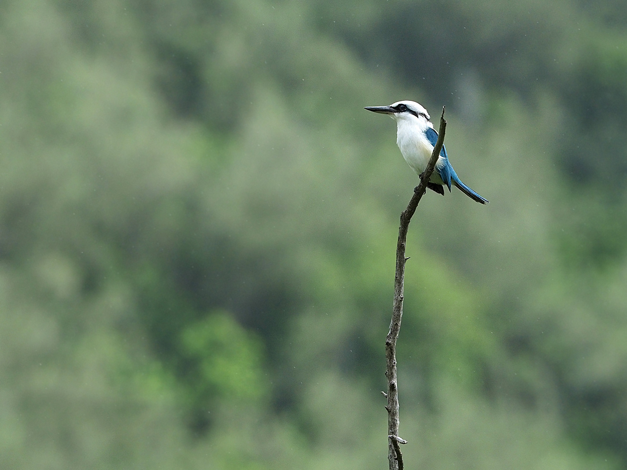 Marquesan Kingfisher (Todiramphus godeffroyi), photo 2