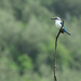 Marquesas Kingfisher - Photo no rights reserved, uploaded by James Eaton