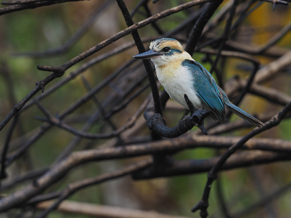 Tuamotu Kingfisher photo