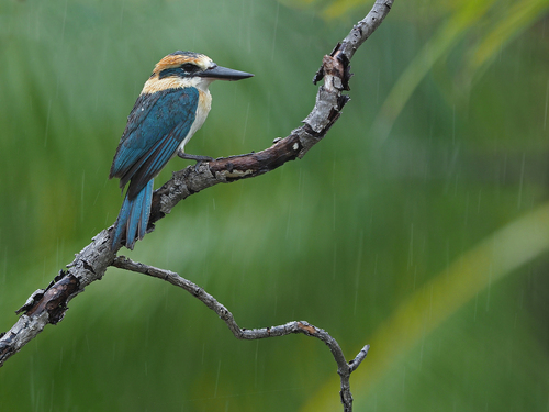 Tuamotu Kingfisher (Todiramphus gambieri), photo 5
