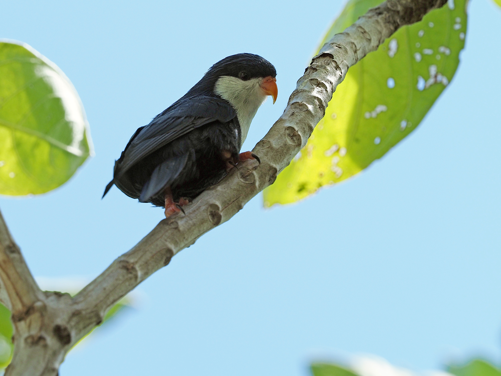 Blue Lorikeet (Vini peruviana), photo 4
