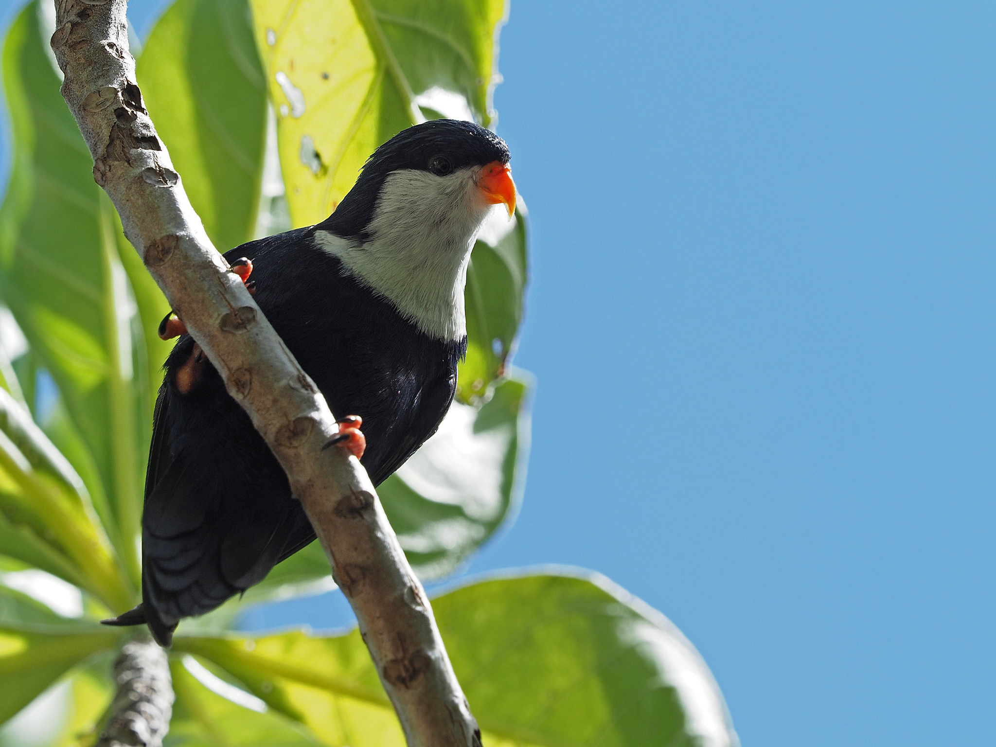 Blue Lorikeet (Vini peruviana), photo 7