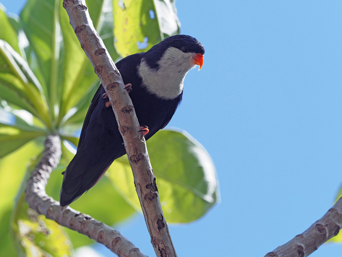 Blue Lorikeet (Vini peruviana), photo 10
