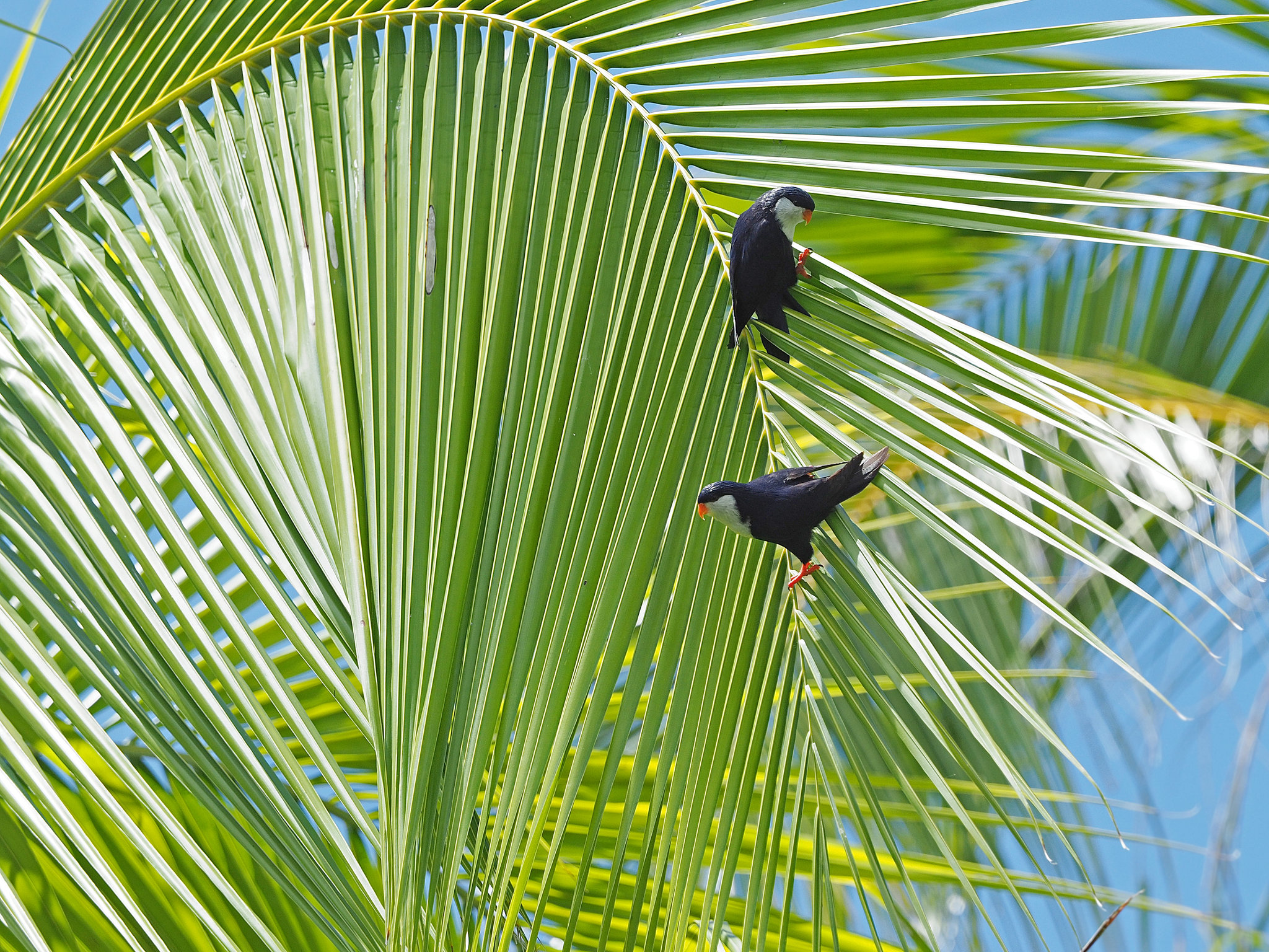 Blue Lorikeet (Vini peruviana), photo 6