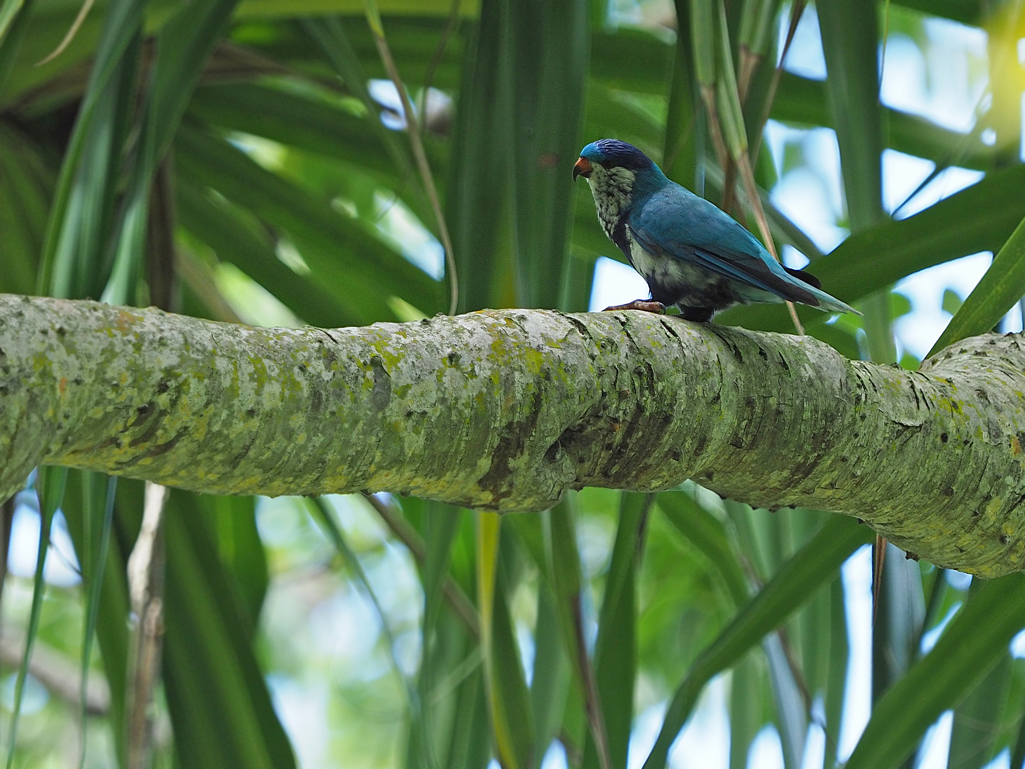 Ultramarine Lorikeet (Vini ultramarina), photo 1