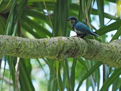 Ultramarine Lorikeet photo 3
