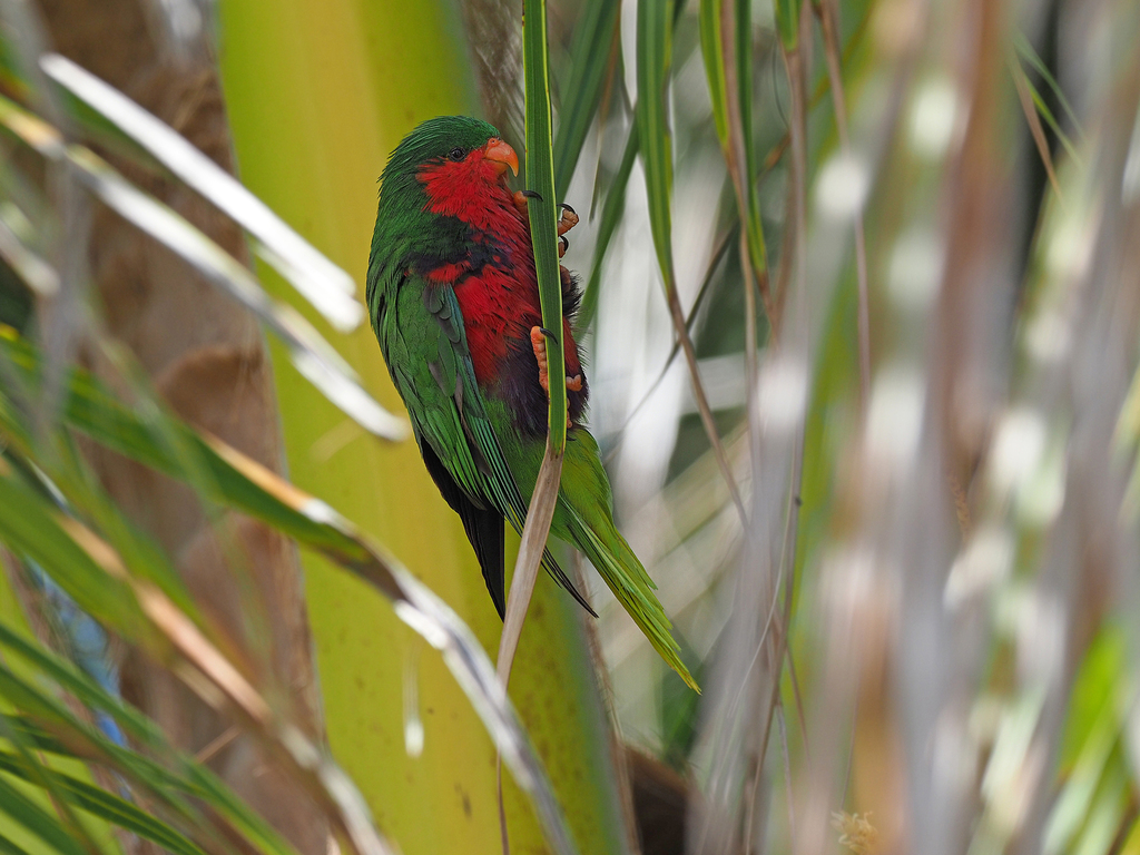 Stephen's Lorikeet