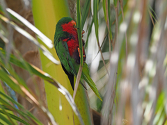 Stephen's Lorikeet photo 1