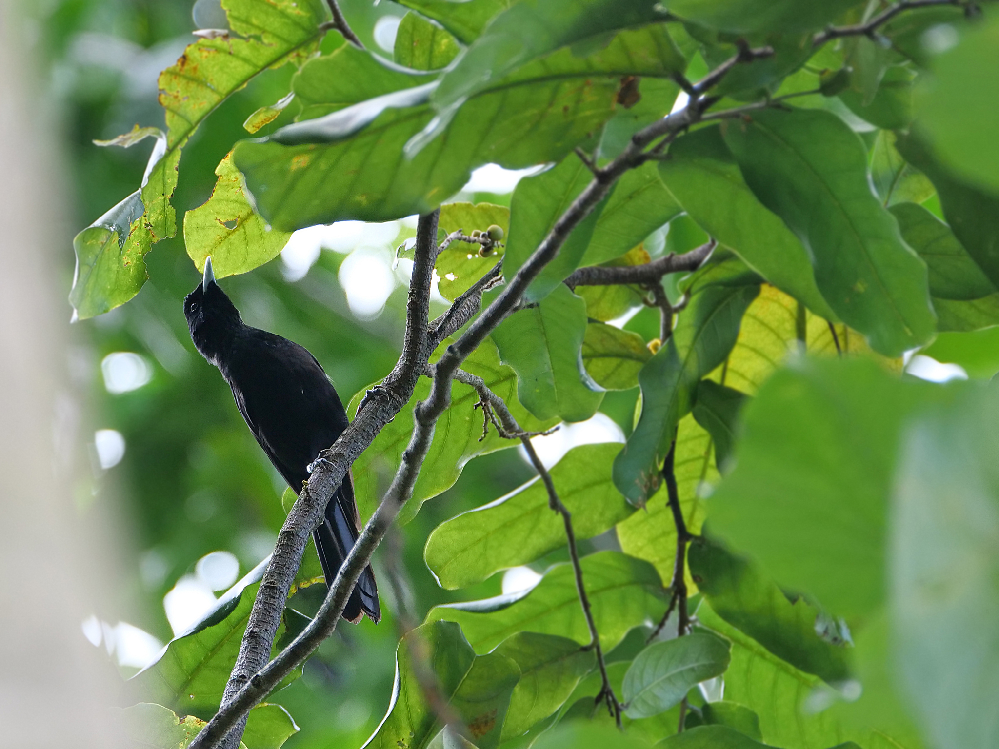 Fatu Hiva Monarch (Pomarea whitneyi), photo 2