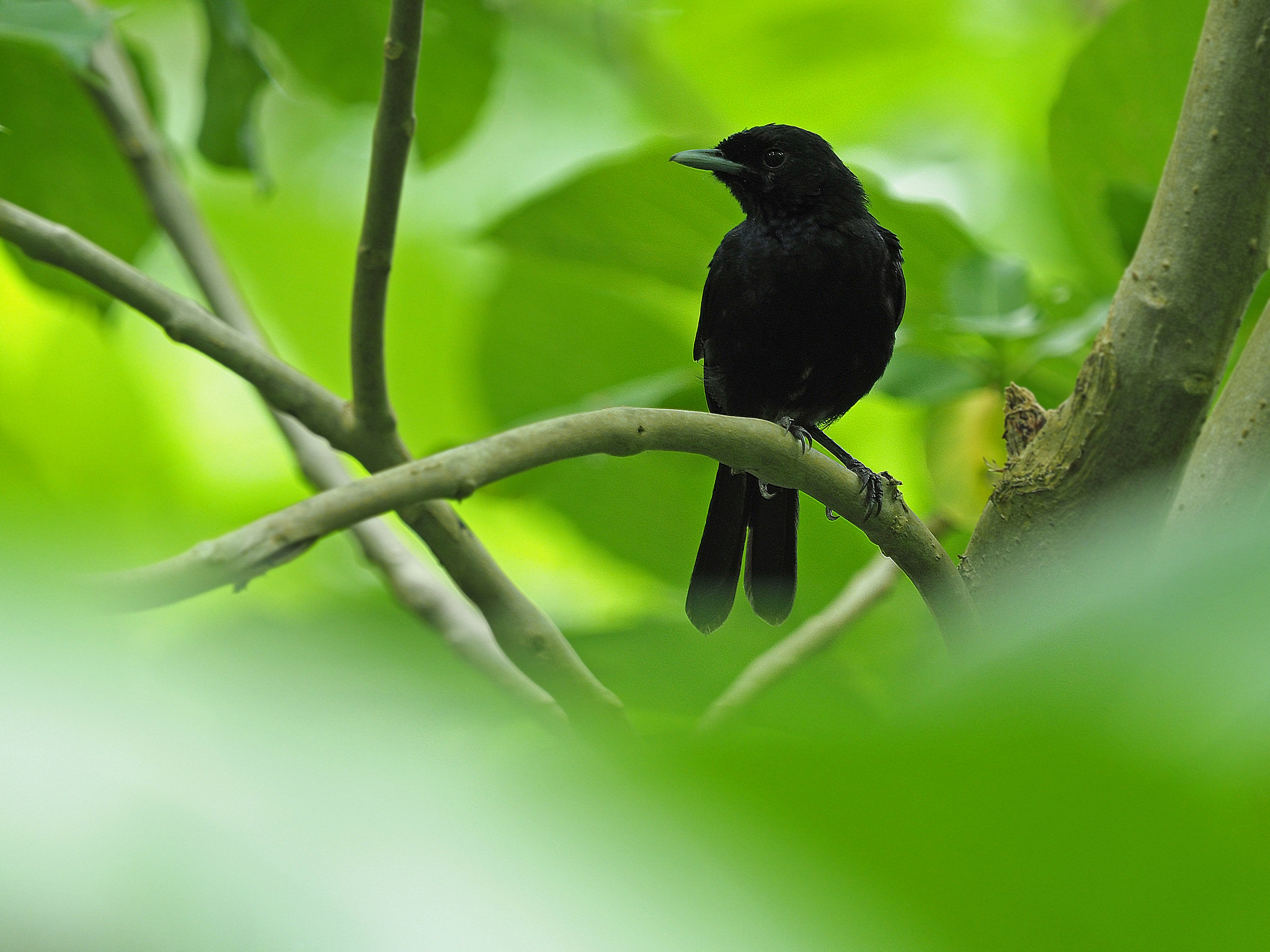 Marquesan Monarch (Pomarea mendozae), photo 2
