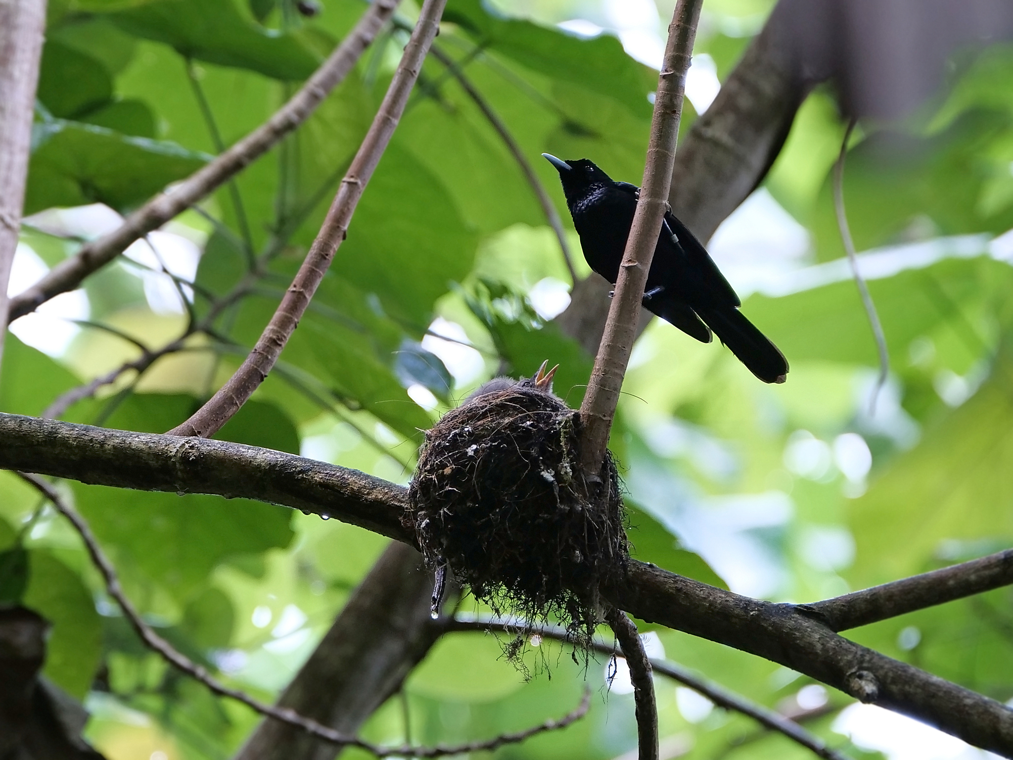 Fatu Hiva Monarch (Pomarea whitneyi), photo 1