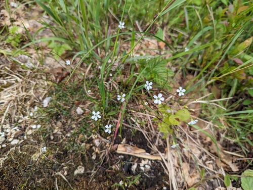 Image of Heliosperma pusillum by (c) Elias, some rights reserved (CC BY)