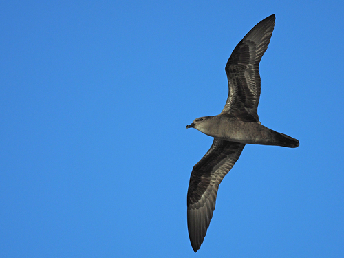 Henderson Petrel (Pterodroma atrata)